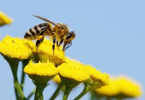 Gene That Helps Honey Bees Find Flowers (and Get Back Home) Discovered
