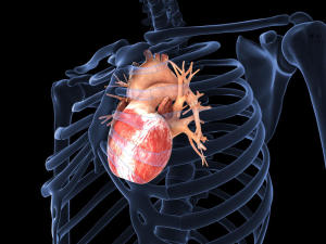 A Heart of Gold: Gold Nanofibers in Engineered Heart Tissue Can Enhance Electrical Signalling